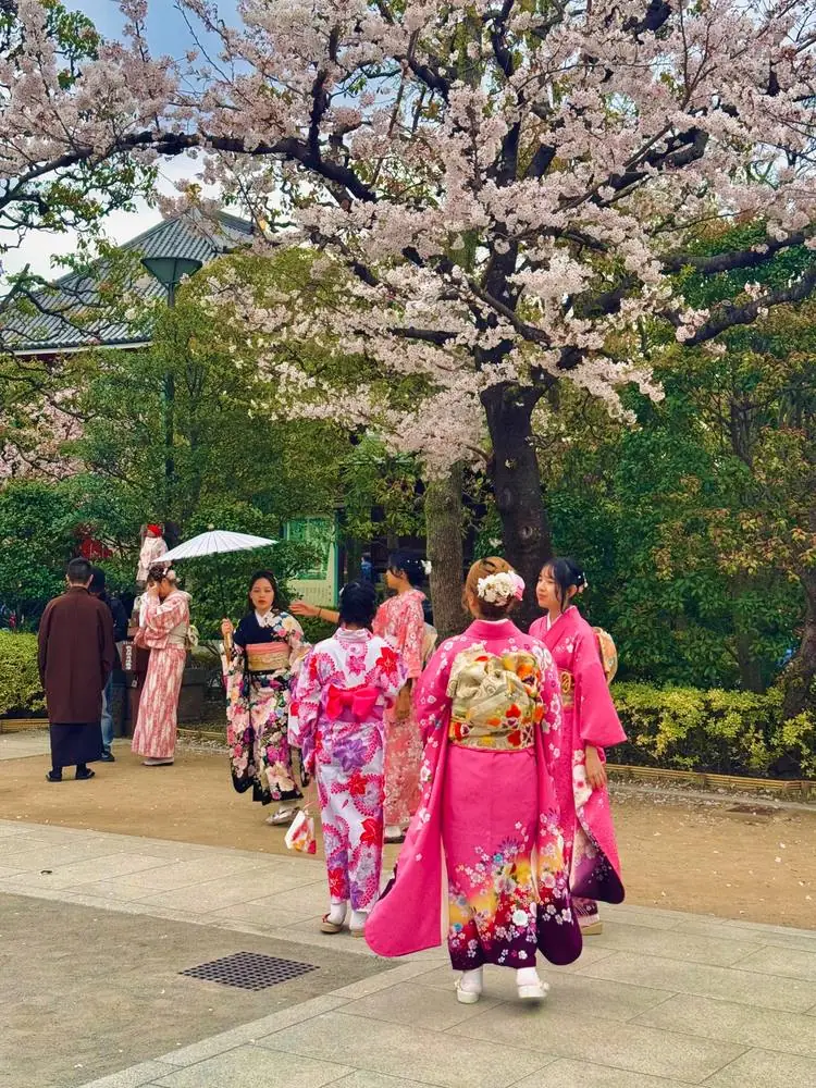 Kimonos sous les cerisiers en fleurs, Japon