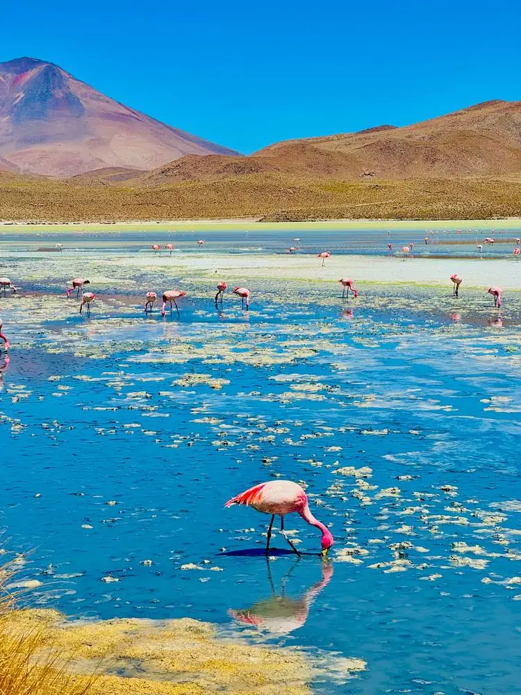 Flamants roses dans une lagune bleue, Bolivie