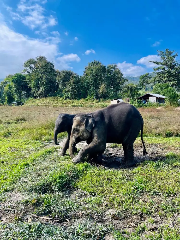 Éléphants dans un sanctuaire, Thaïlande