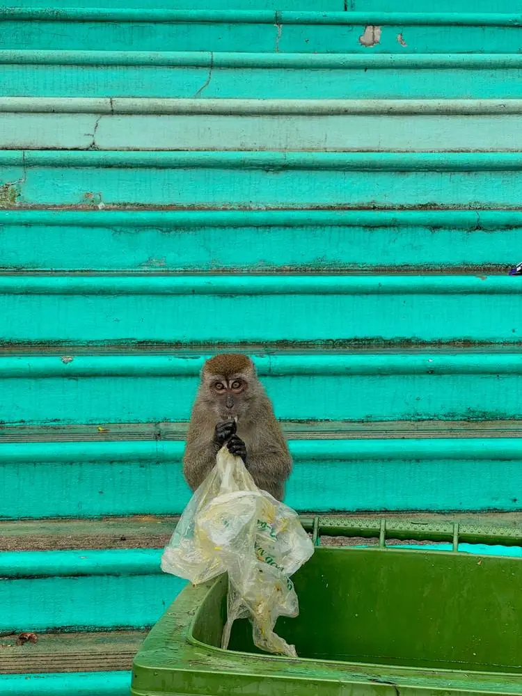 Macaque avec un sac plastique devant un escalier coloré, Malaisie