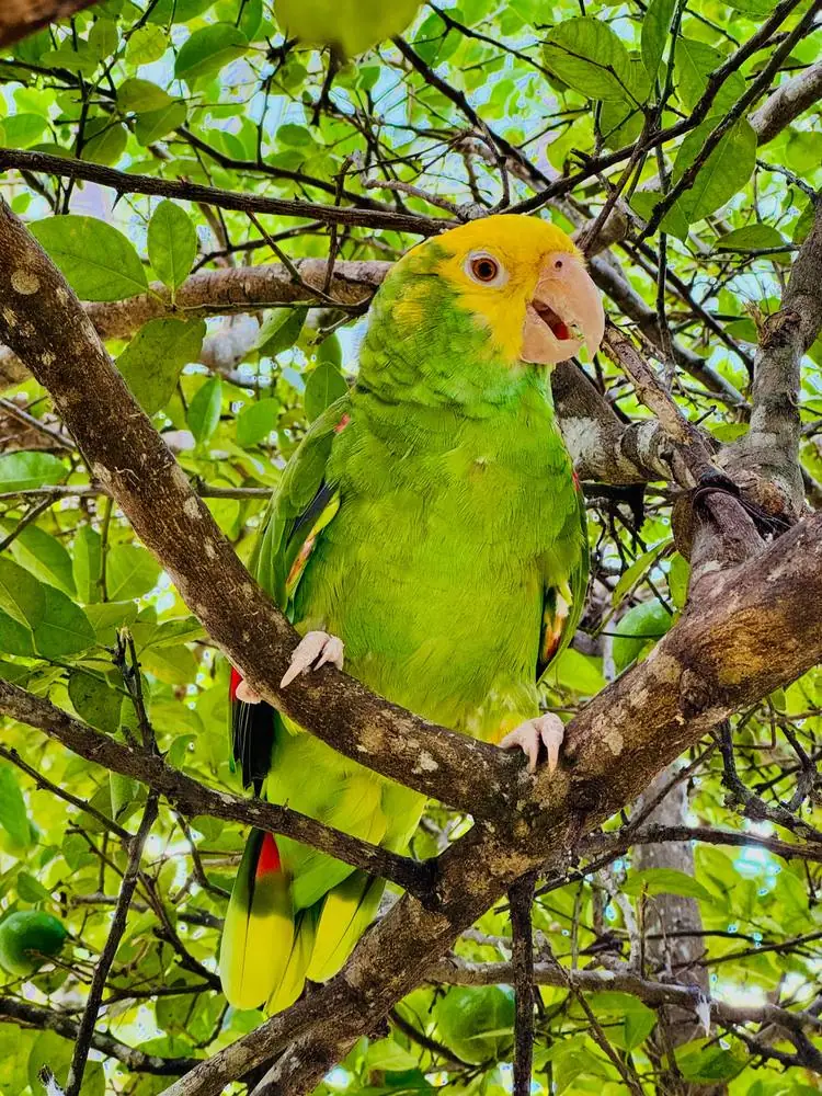 Perroquet à tête jaune perché dans un arbre