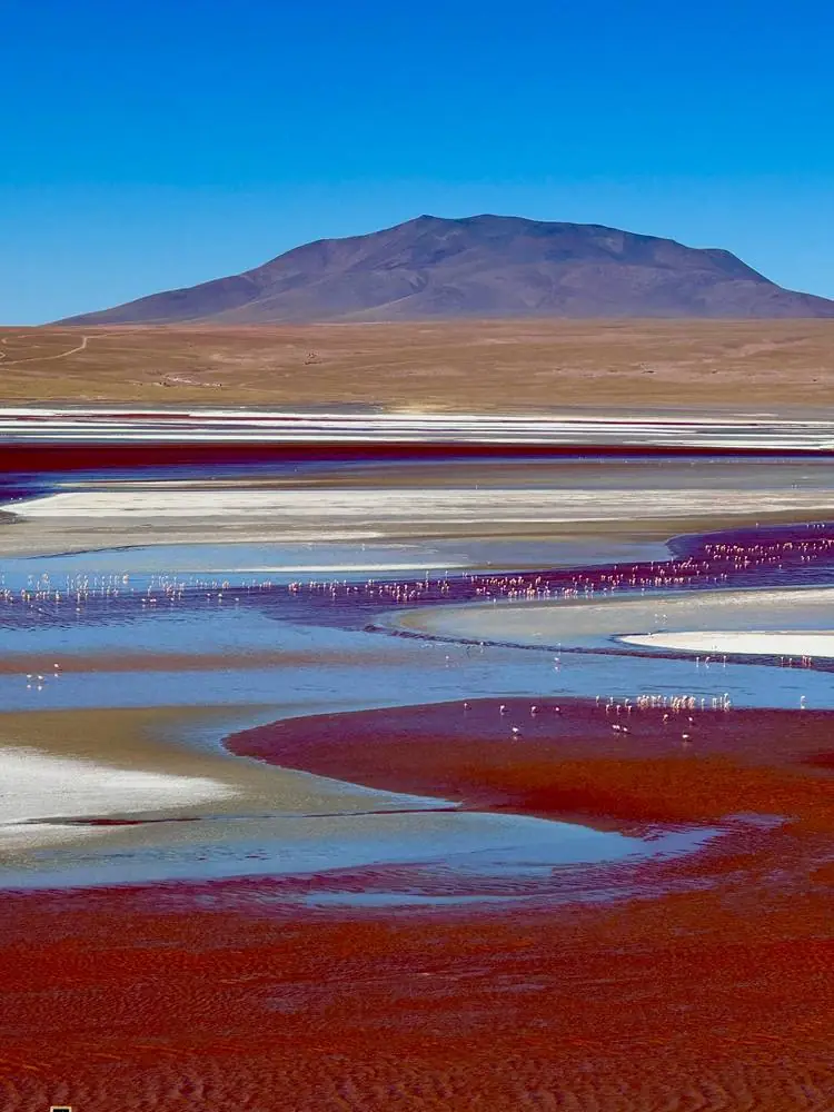 Lagune aux reflets rouges et violets peuplée de flamants, Bolivie