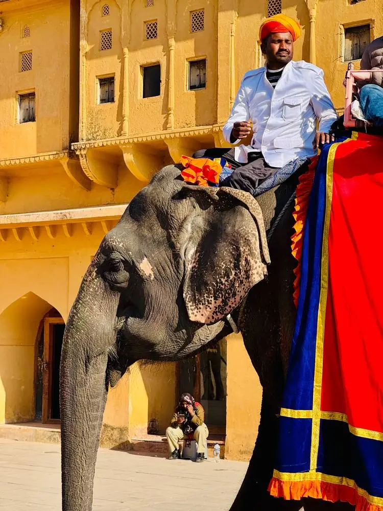 Éléphant harnaché au fort d'Amber, Inde
