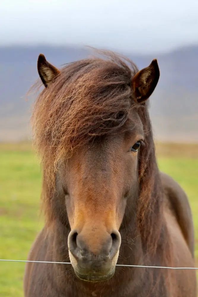Portrait d'un cheval islandais